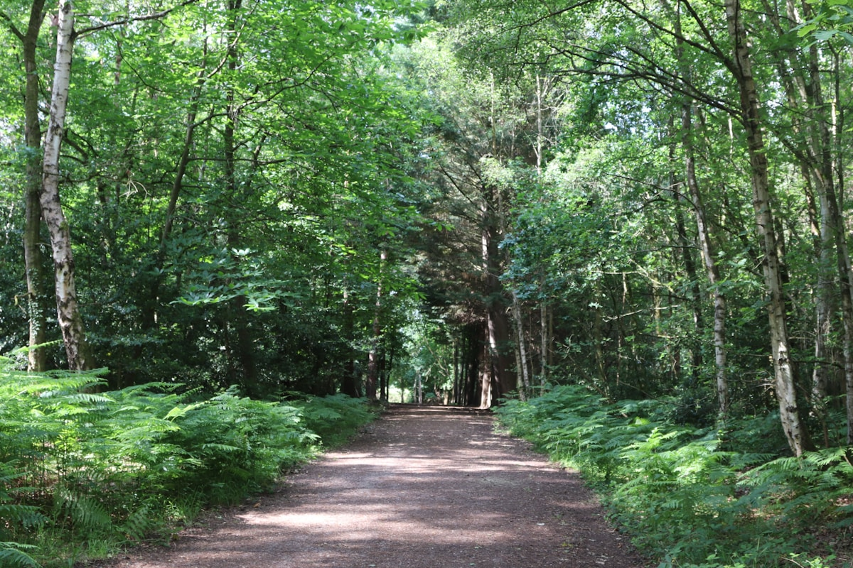 Epping Forest